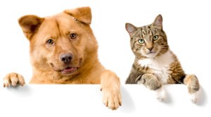Consider a pet trust to make sure your pets are cared for after you are gone.